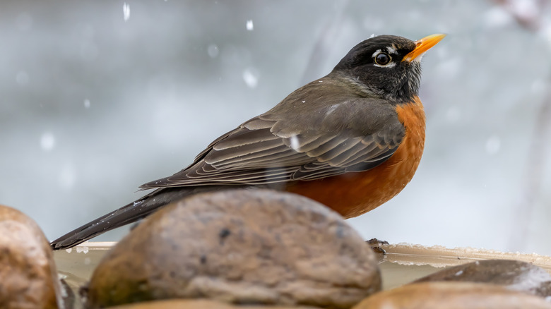 A robin on a bird bath with blurry snow in the background