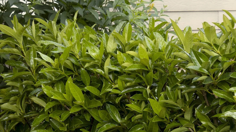 'Chindo' viburnum plants as a hedge