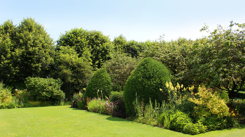 Large garden with many types of hedges and plants