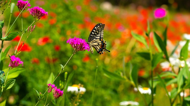 Butterfly perched on a pink flower with other colorful wildflowers in the background