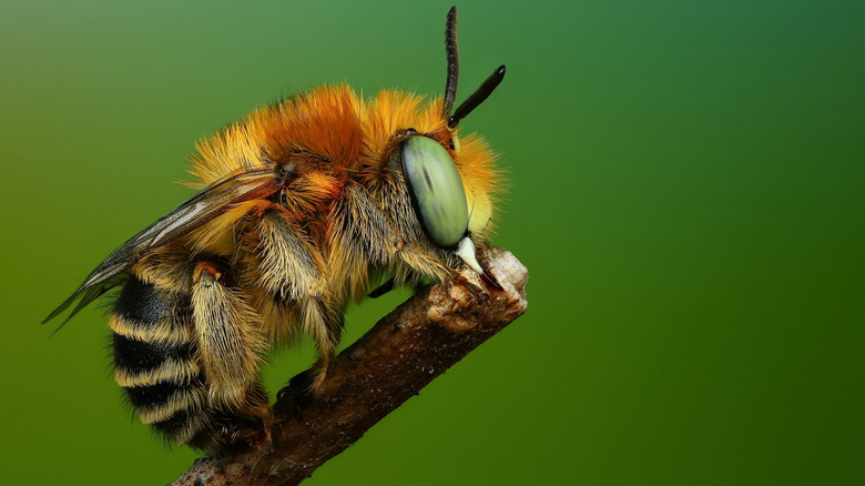 closeup of bee on stick