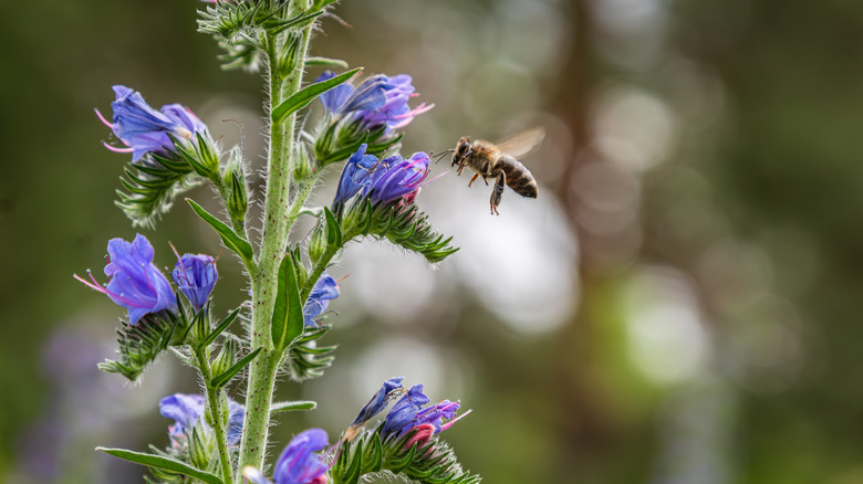 A bee hovers near tubular bluish-purple flowers, set along the length of a narrow green stem.