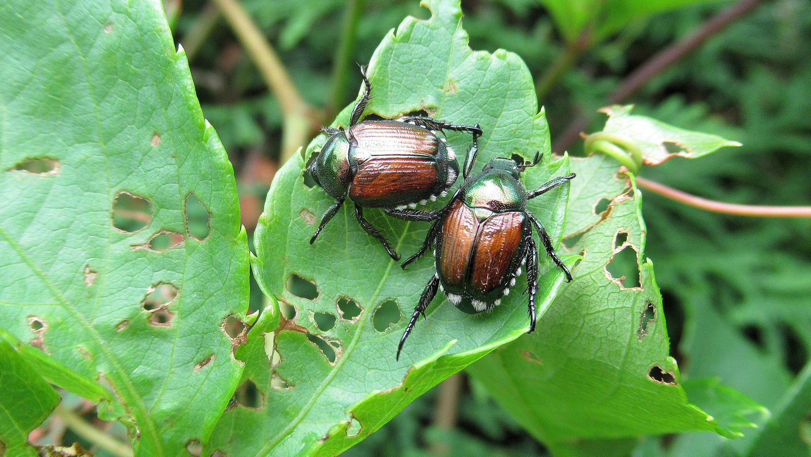 Crester Insect Attract This Crested Woodland Bird To Keep Flies And Pests Out Of Your Yard