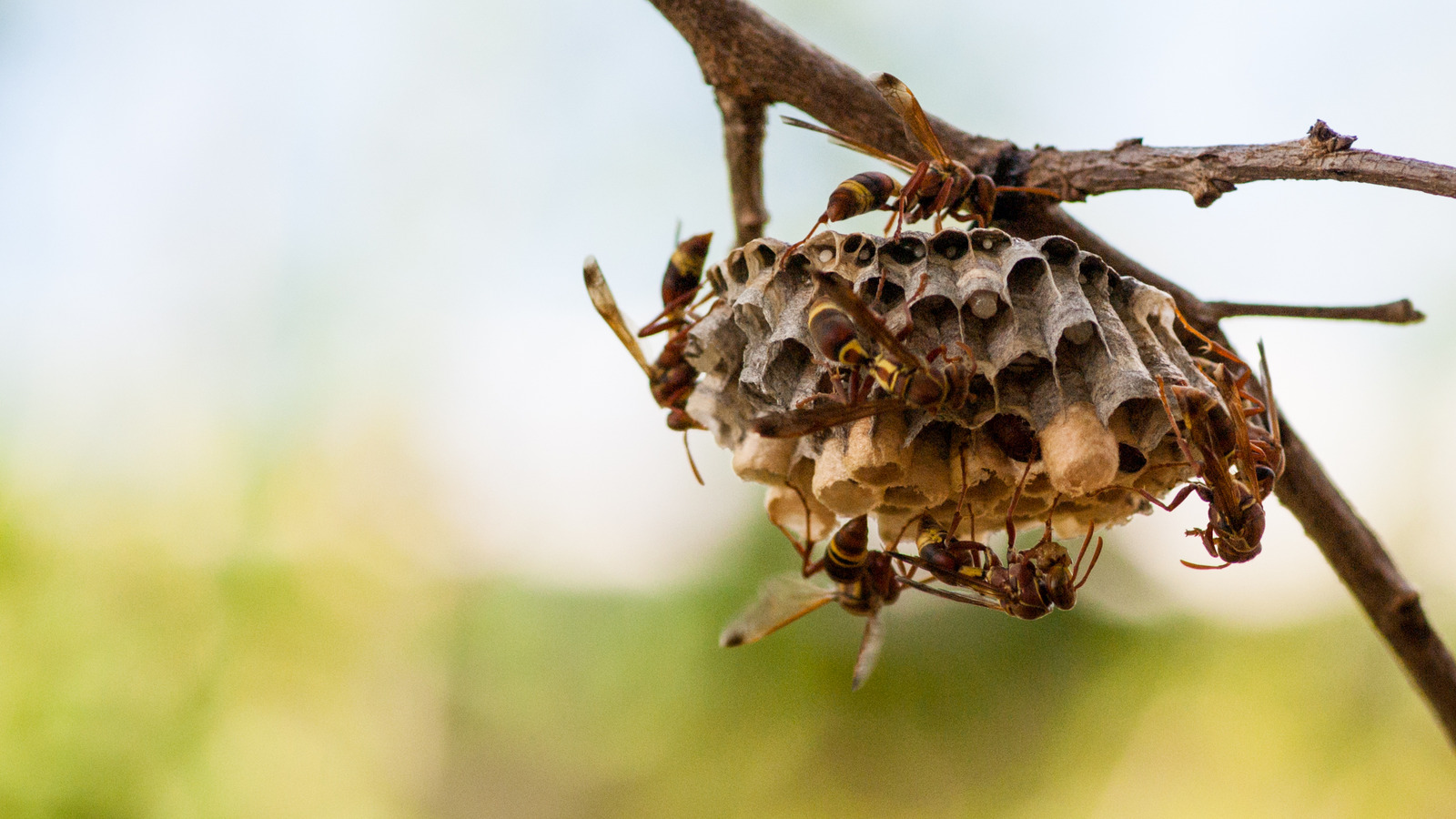 Attract WaspEating Tanager Birds For Natural Pest Removal
