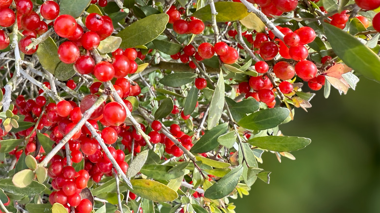 The thorny branches of a silver buffaloberry tree are full of bright red berries and slender green leaves.