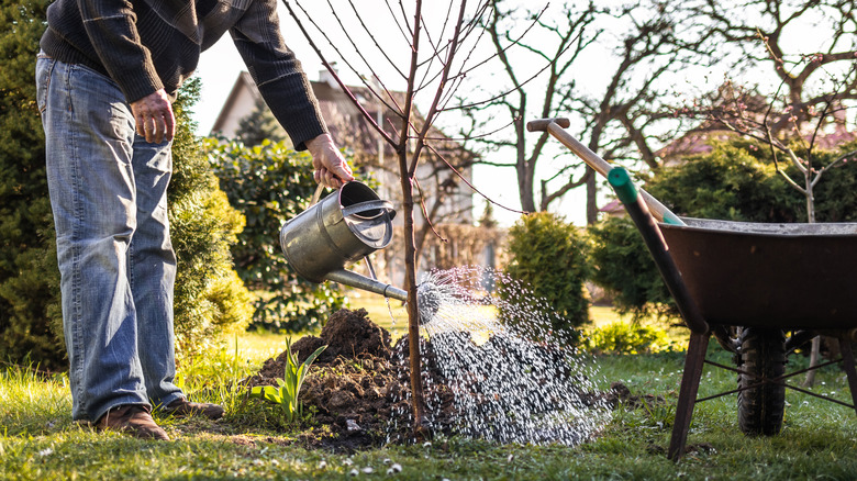 A person waters a shrub sapling they just planted in their garden with a watering can.