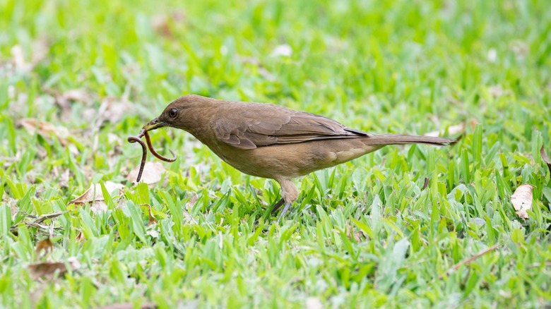 bird with bug in its mouth