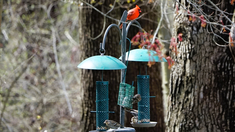 A red cardinal sits on top of two teal bird feeders with other birds eating from the base