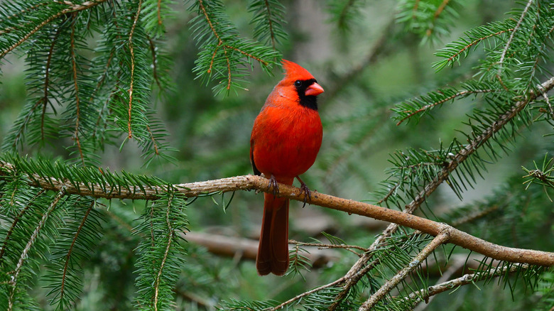 Bright red cardinal sits in a spruce tree