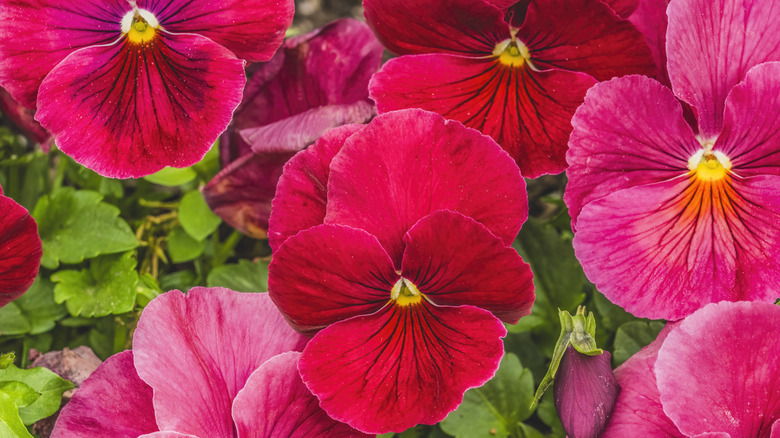 Vibrant dark pink pansies with green foliage in the background