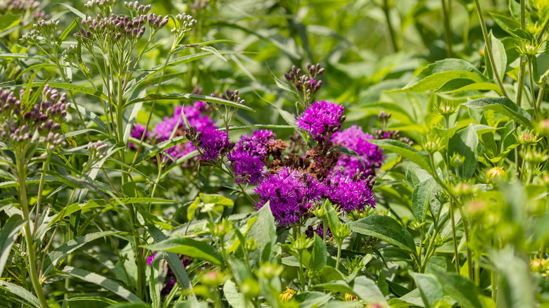ironweed purple flowers on green foliage