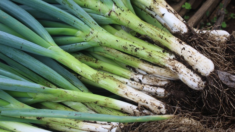 Harvested green onions 