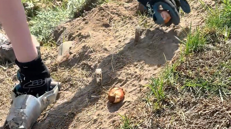 a woman marking bare patches in a flower patch with garden markers