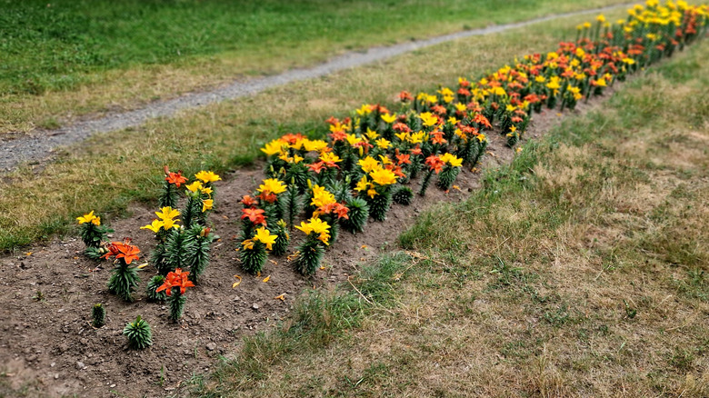 a bulb garden with bare patches