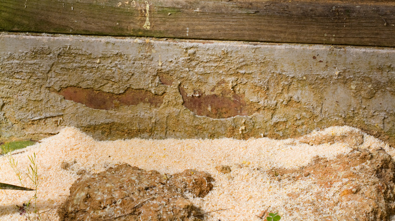 Sawdust from carpenter bees boring holes into the deck wood above.
