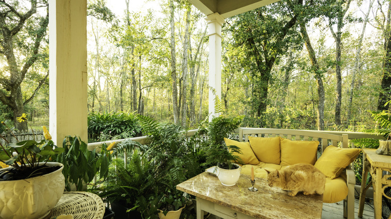 Cat on a yellow porch with plants