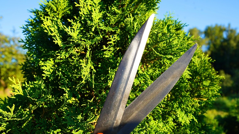 A large pair of shears in front of an Arborvitae