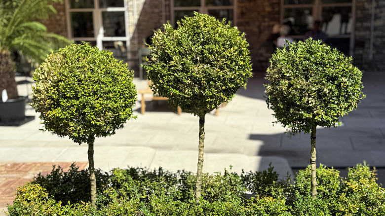 Three boxwoods shaped into balls on then trunks in front of a public building