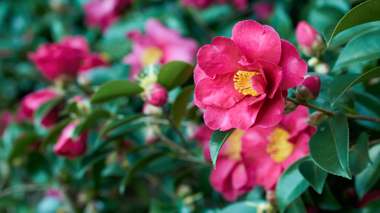 Deep pink camellia flowers with yellow centers in full bloom with rich green foliage