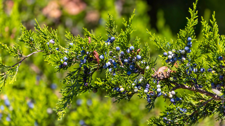 A close-up of the berries and a branch of the Eastern red cedar