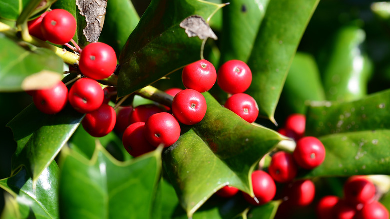 A close up view of a holly plant, with a focus on the bright red berries