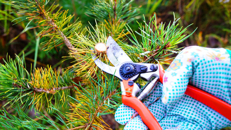 A person wearing blue floral gloves with red pruning shears cutting off the edge of a branch of a needled evergreen tree