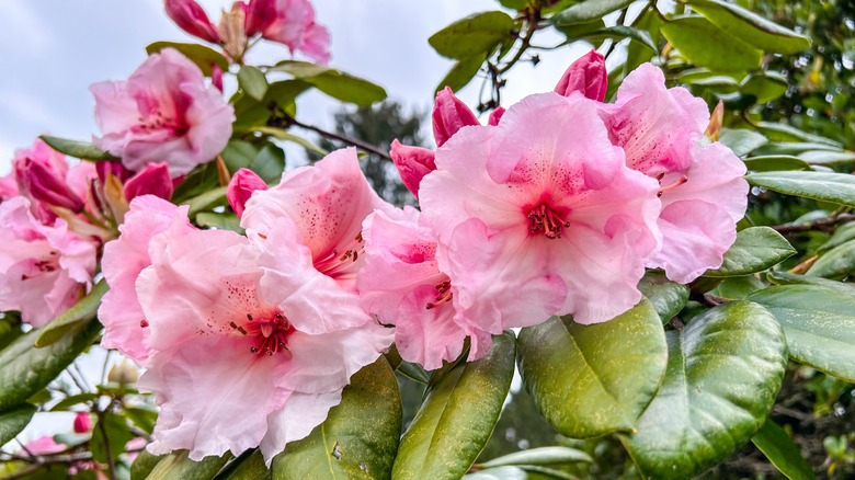 Pacific rhododendron with many flowers in bloom