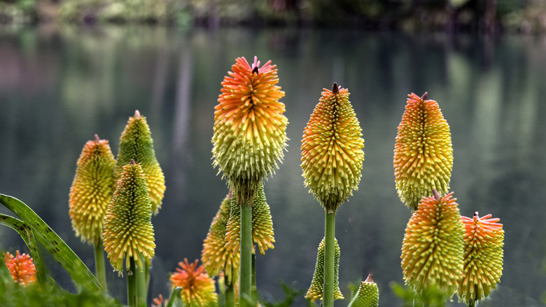 Several red hot pokers standing tall with water in the background