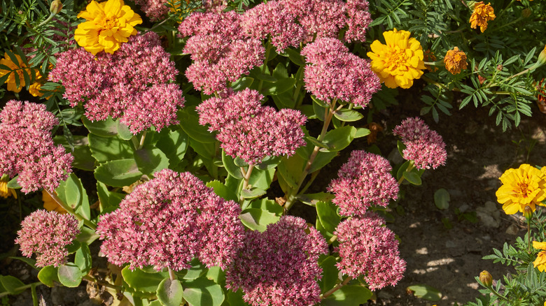 Flowering stonecrops with a pinkish color and bright yellow flowers in the background