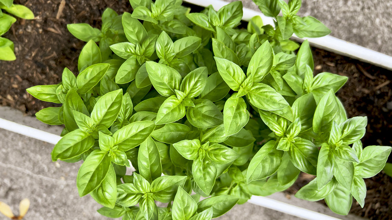 An overhead shot of basil growing in a raised planter.