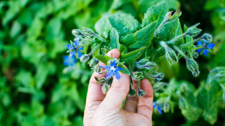 A hand holding a blue borage plant.