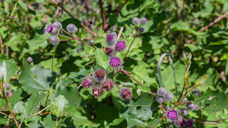 Flowering burdock in a field in the sunshine.