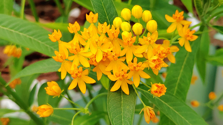 A close up of an orange butterfly weed bloom.