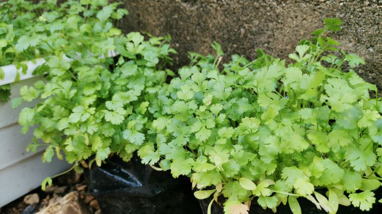 Cilantro plants in pots growing alongside a wall.
