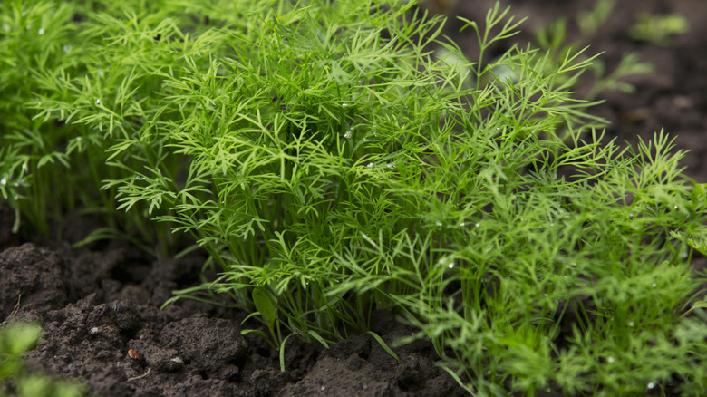 A row of dill growing in soil.