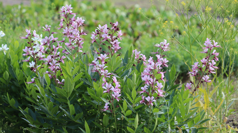 A flowering bush of dittany growing in a field.