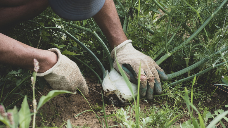 A person digging up and harvesting a fennel plant.
