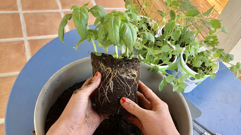Hands planting herbs in a large pot.