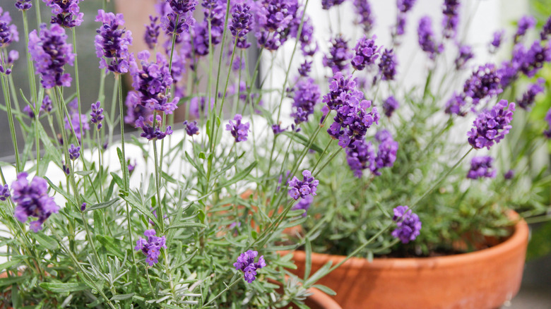 Lavender plants in pots sitting outdoors.