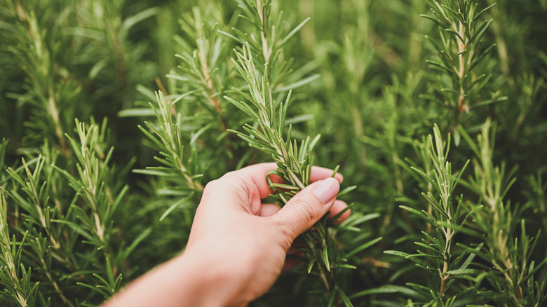 A hand touching a bushy rosemary plant.