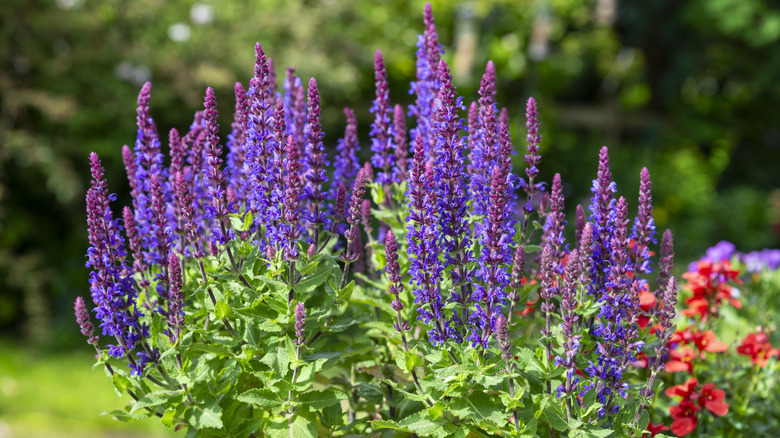 A close up of a large sage plant in the sun.