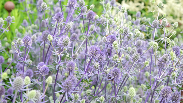 The purple flowers of a sea holly plant growing in a garden.