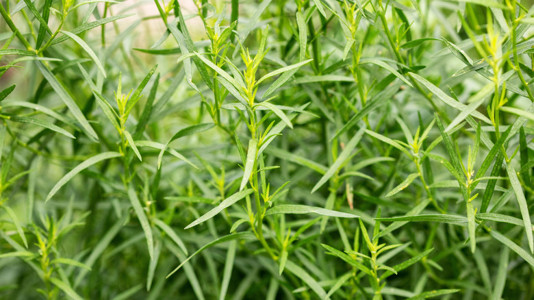A close up of French tarragon growing in a garden.