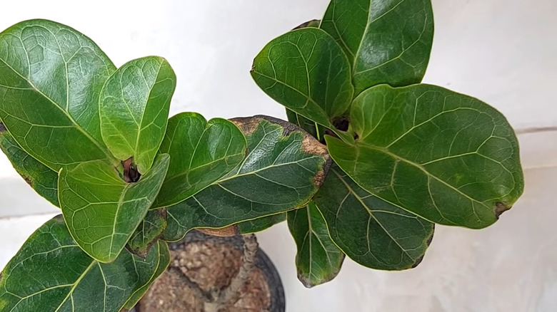 Fiddle leaf fig with some leaf issues due to stress from environmental changes