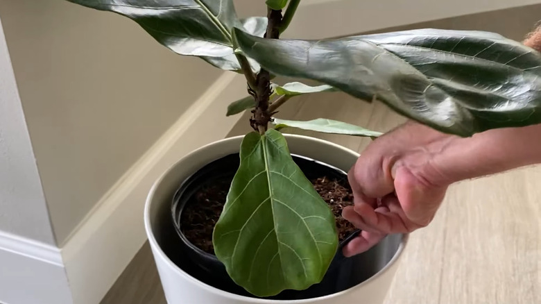 Person rotating the pot of a fiddle leaf fig to ensure even sunlight
