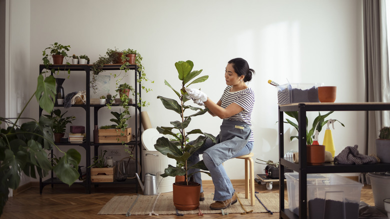 Person caring for fiddle leaf fig in living room