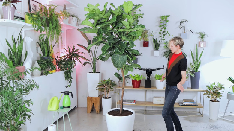 Woman standing next to a fiddle leaf fig that's taller than her