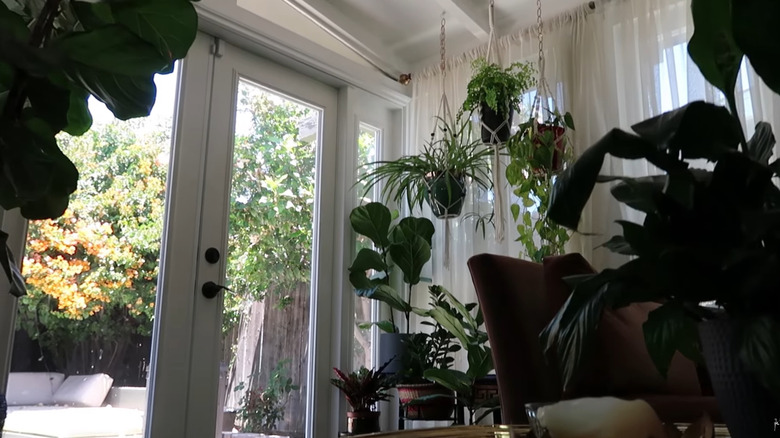 Fiddle leaf fig sitting in a corner among several other houseplants in a sunroom