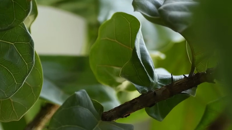 New growth on a fiddle leaf fig due to appropriate light levels