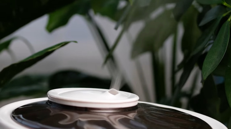 A humidifier running near plants
